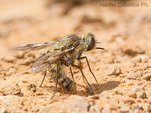 Camino de Caracuel. Villamayor de Calatrava. Junio 2016.