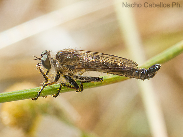 Camino de Caracuel. Villamayor de Calatrava. Junio 2016.