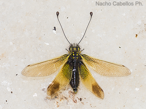 Cañada de Calatrava. Junio 2016.