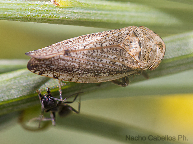 Laguna de Cervera. Aldea del Rey. Junio 2016.