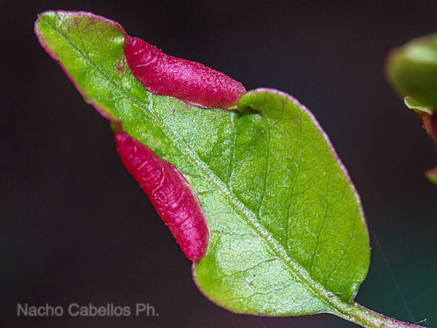 Los Pinos. Puertollano. Junio 2016.