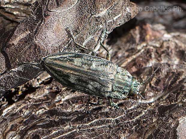 Los Pinos. Puertollano. Junio 2016.