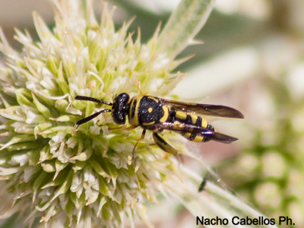 Cerro Santa Ana. Puertollano. Junio 2009.