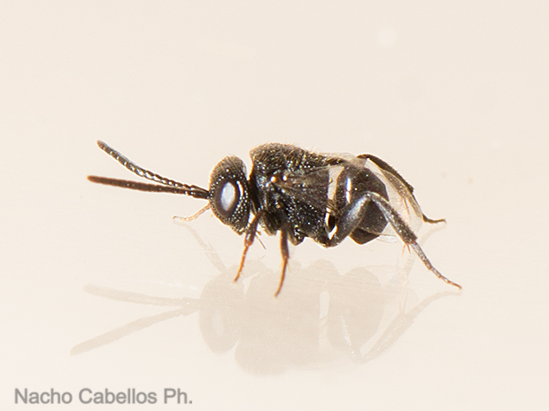 Los Pinos. Puertollano. Junio 2016.
