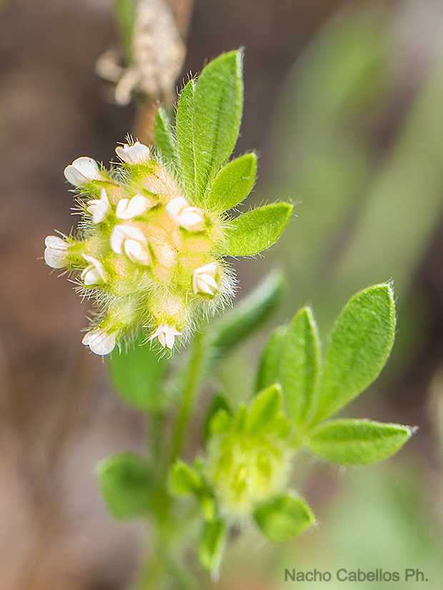 Los Pinos. Puertollano. Mayo 2016.