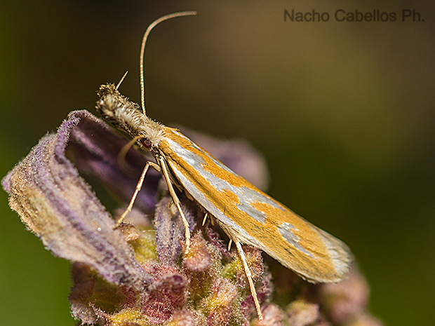 Refugio de Fauna Chico Mendes. Sierra Morena. Mayo 2015.