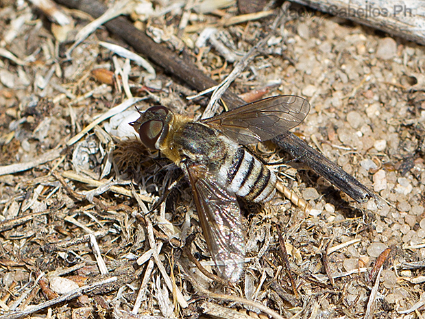 Prado Ancho. Daimiel. Junio 2014.
