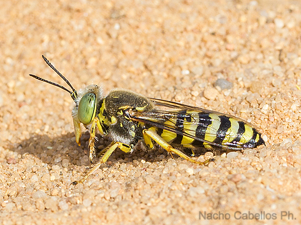 Prado Ancho. Daimiel. Junio 2016.