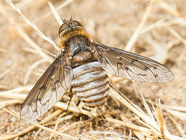 Prado ancho. Daimiel. Junio 2016.