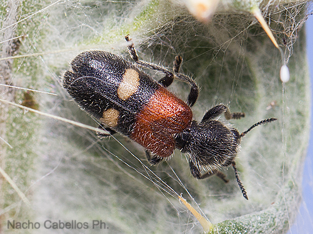 Prado Ancho. Daimiel. Junio 2016.