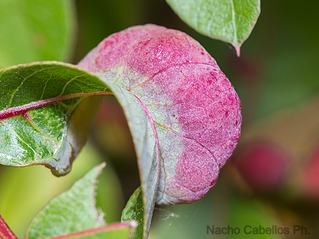 Isla de Algeciras. Daimiel. Junio 2016.