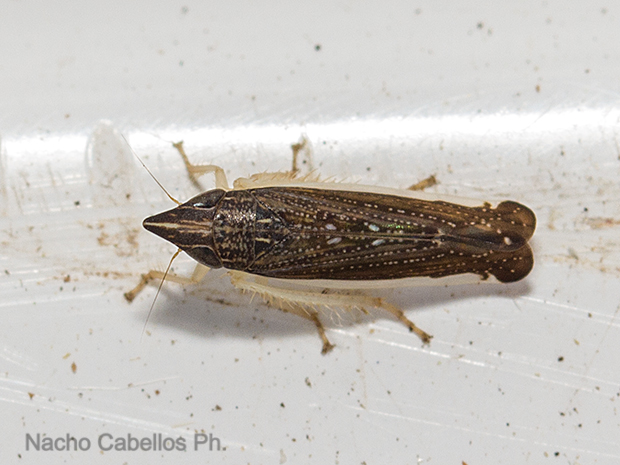 Isla de Algeciras. Daimiel. Junio 3016.