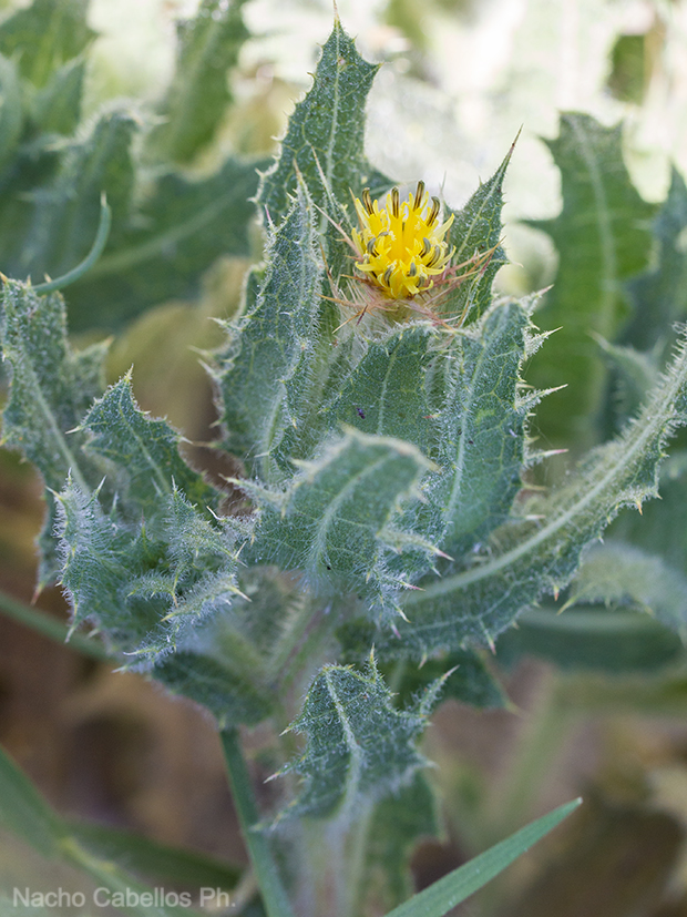 Tablas de Villarrubia. Villarrubia de los Ojos. Junio 2016.
