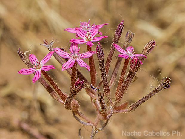 Tablas de Villarrubia. Villarubia de los ojos.