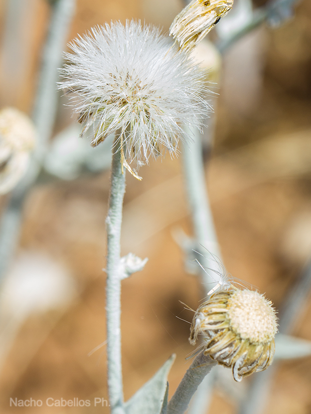 Tablas de villarrubia. Villarrubia de los ojos. Junio 2016.