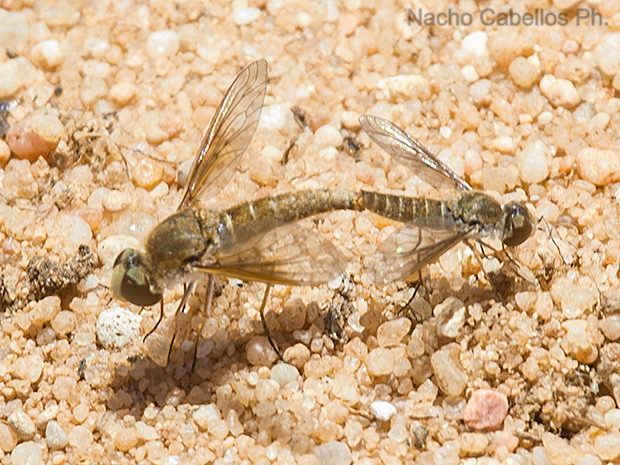 Tablas de Villarrubia. Villarrubia de los ojos. Junio 2016.