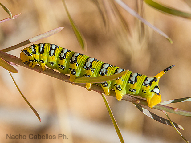 Tablas de Villarrubia. Vuillarrubia de los ojos. Junio 2016.
