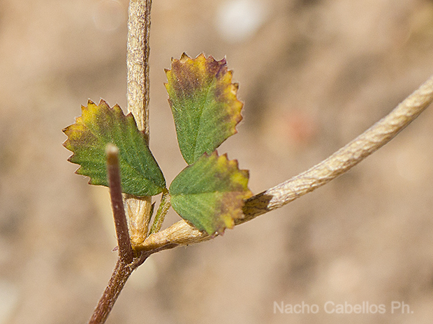 Tablas de Villarrubia. Villarrubia de los Ojos. Junio 2016.