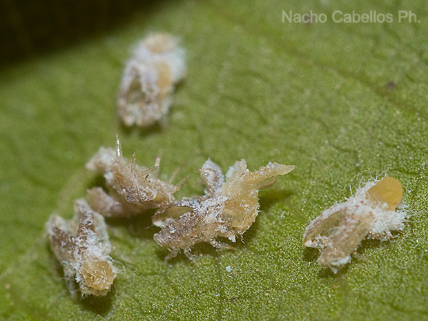 Camino de Puertollano. Argamasilla de Calatrava. Julio 2014.