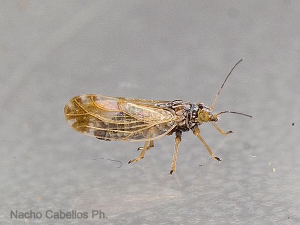 Los Pinos. Puertollano. Mayo 2016.