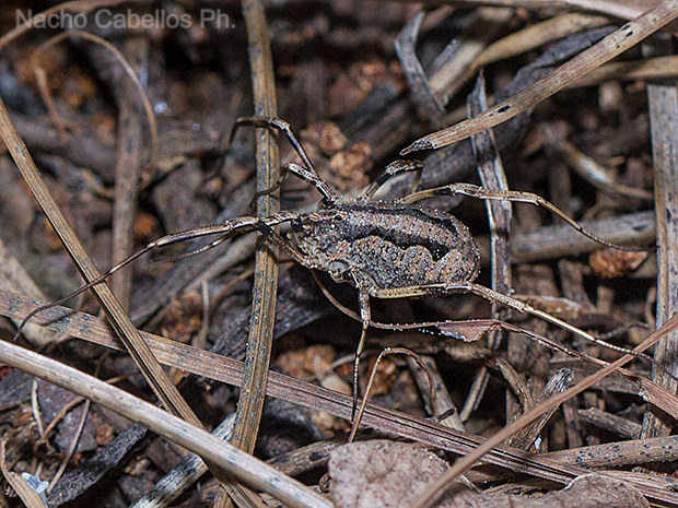 Los Pinos. Puertollano. Mayo 2016.