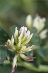 Glycyrrhiza glabra