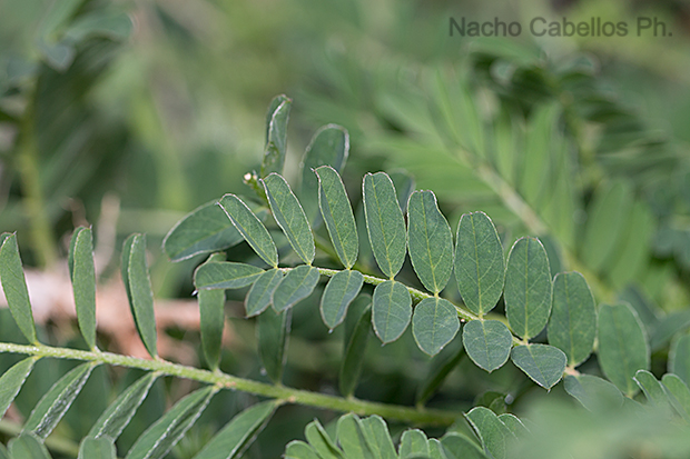 Laguna de Caracuel. Abril 2012.
