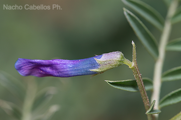 Laguna de Caracuel. Abril 2012.