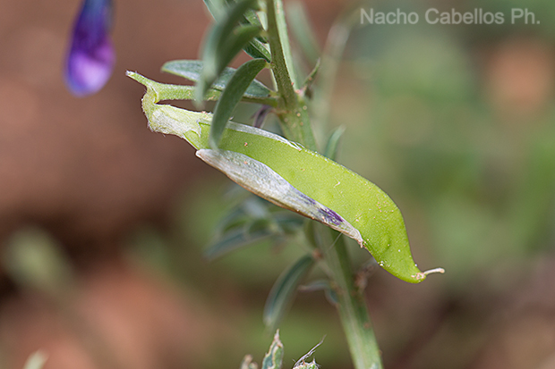 Vicia monantha. Típico fruto en forma de vaina.