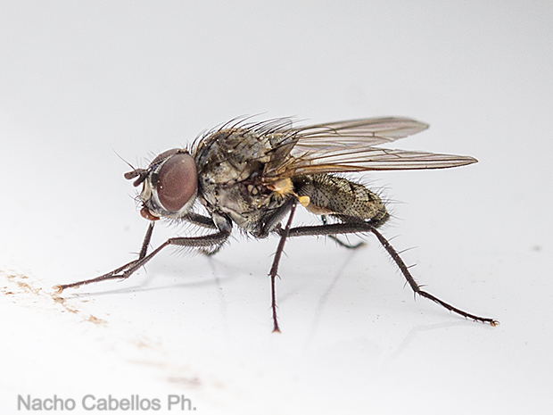 Refugio de Fauna Chico Mendes. Sierra Morena. Abril 2016.