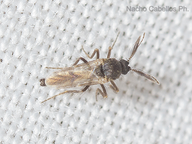 Refugio de Fauna Chico Mendes. Sierra Morena. Abril 2016.