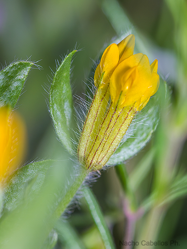 Refugio de Fauna Chico Mendes. Sierra Morena. Aril 2016.