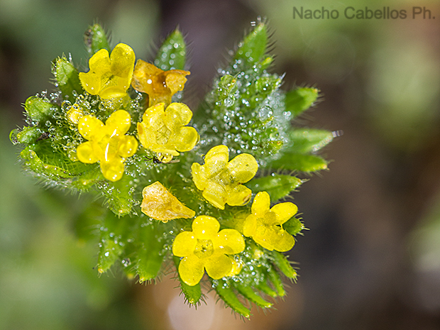 Refugio de Fauna Chico Mendes. Sierra Morena. Abril 2016.