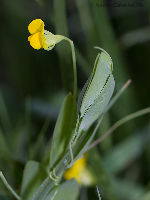 Laguna de Caracuel. Abril 2014.