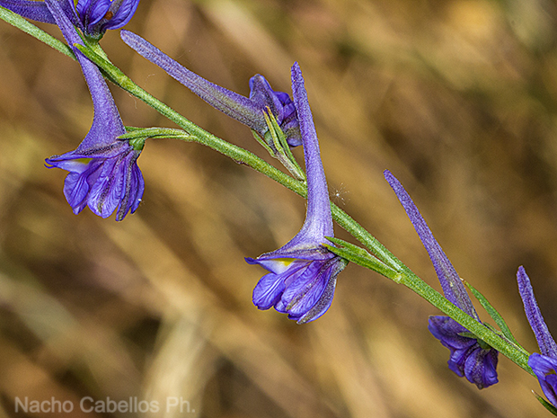 Prado ancho. Daimiel. Junio 2016.