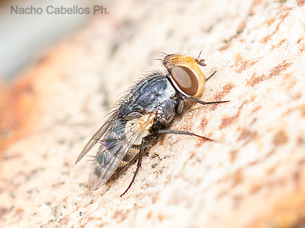 Los Pinos. Puertollano. Mayo 2016.