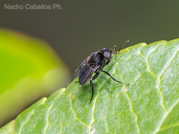 Los Pinos. Puertollano. Mayo 2016.