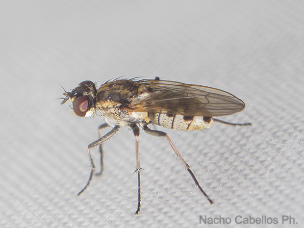 Molino de Geldres. Corral de Calatrava. Junio 2016.