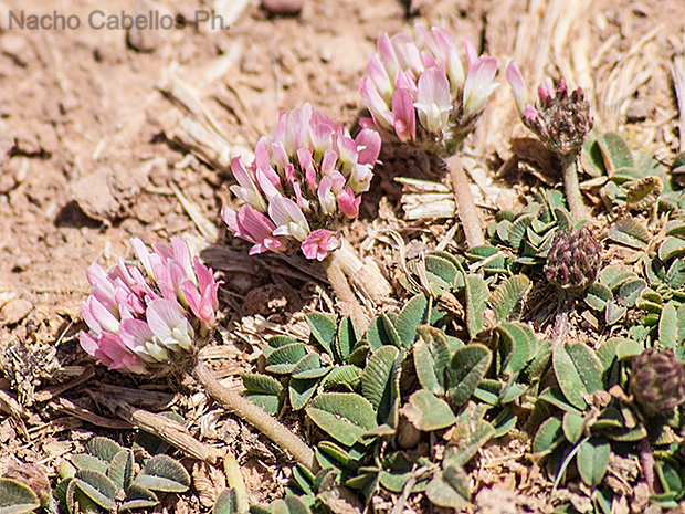 Cañada de Calatrava.