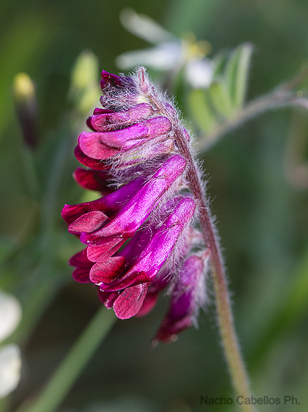Los Pinos. Puertollano. Abril 2011.