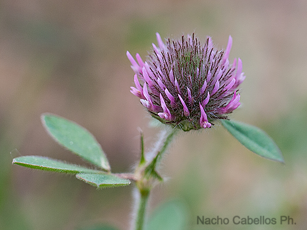 Los Pinos. Puertollano. Mayo 2010.