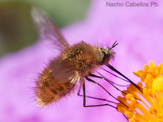 Los Pinos. Puertollano. Mayo 2010.