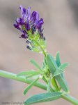 Medicago sativa