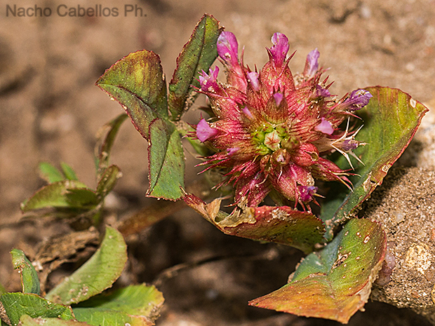 Laguna de Caracuel. Mayo 2011.