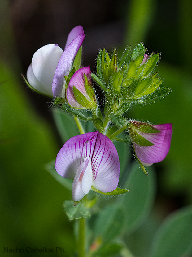 Las lastras. Fuencaliente. Mayo 2011.