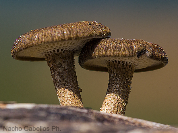 Las Lastras. Fuencaliente. Mayo 2011.