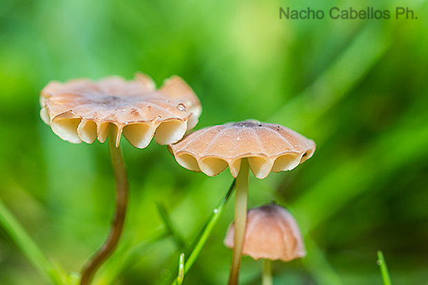 Las Lastras. Fuencaliente. Noviembre 2012.