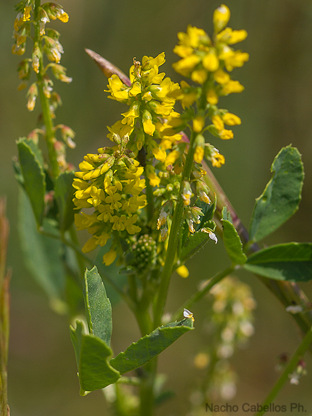 Camino de Puertollano. Argamasilla de Calatrava. Mayo 2011.