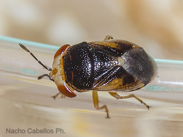 Los Pinos. Puertollano. Junio 2016.