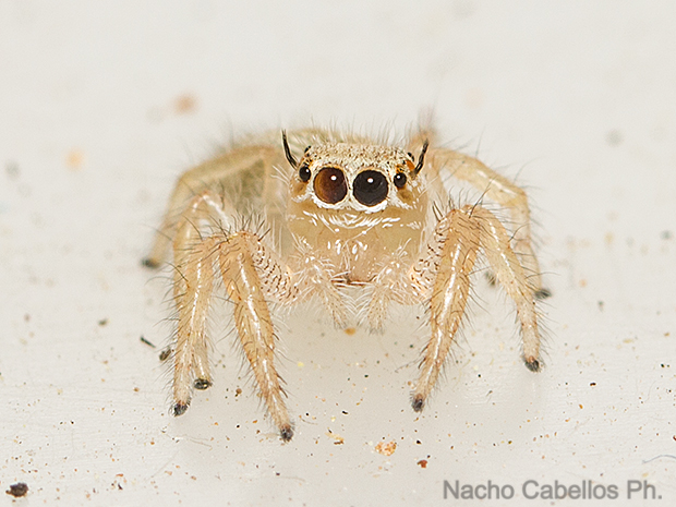 Sierra Morena. Castellar de Santiago. Agosto 2016.